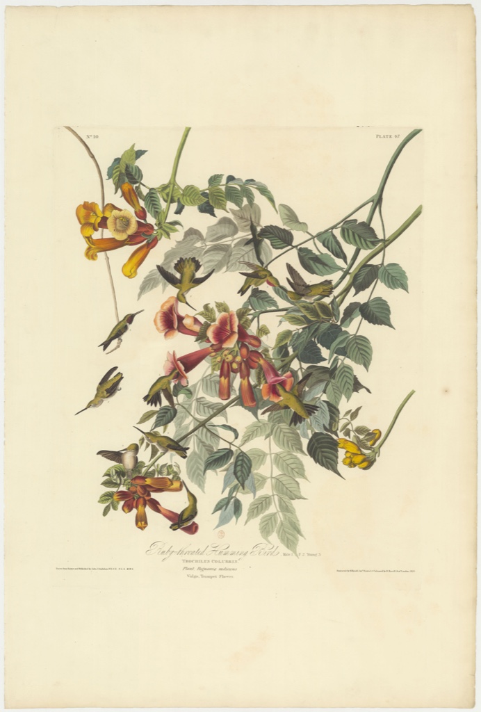 Ruby-throated Hummingbird by John James Audubon
